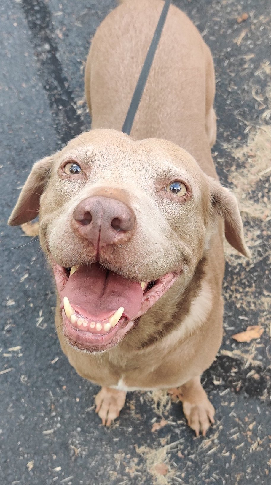 A smiling picture of our dog Clam: she is half labrodor and half weimeraner.